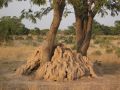 04 les termites fond leur nid